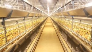 Optimizing Poultry Growth with LED Lighting Systems