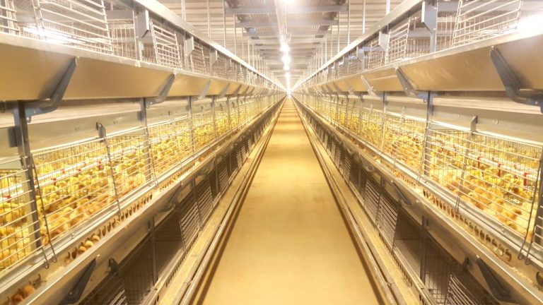 Optimizing Poultry Growth with LED Lighting Systems