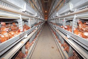 Optimal control of poultry lighting in laying hen houses