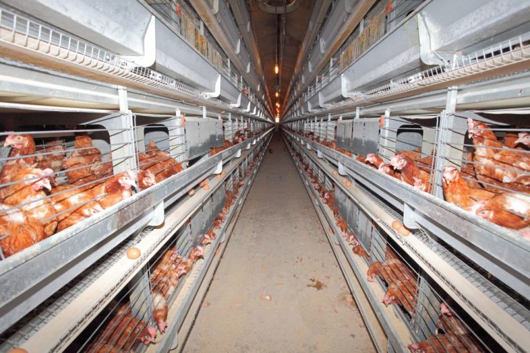 Optimal control of poultry lighting in laying hen houses