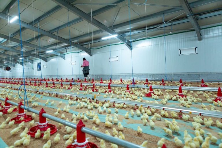 5 Ways to Improve Poultry Farm Productivity with Poultry Lights